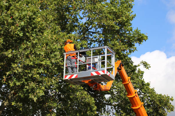 Best Tree Disease Treatment  in Coto De Za, CA